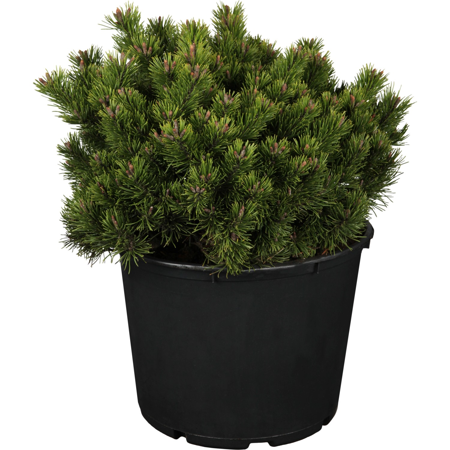 OBI Zwergkiefer Klostergrün Höhe ca. 20 - 30 cm Topf ca. 4,6 l Pinus mugo günstig online kaufen