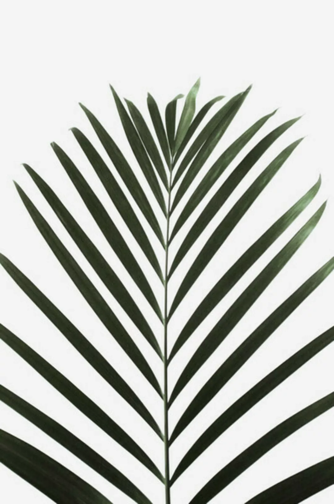 Poster / Leinwandbild - Lush Tropical Palms günstig online kaufen