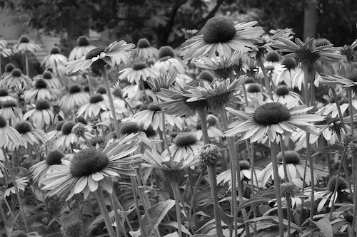 Papermoon Fototapete »Blumen Schwarz & Weiß« günstig online kaufen