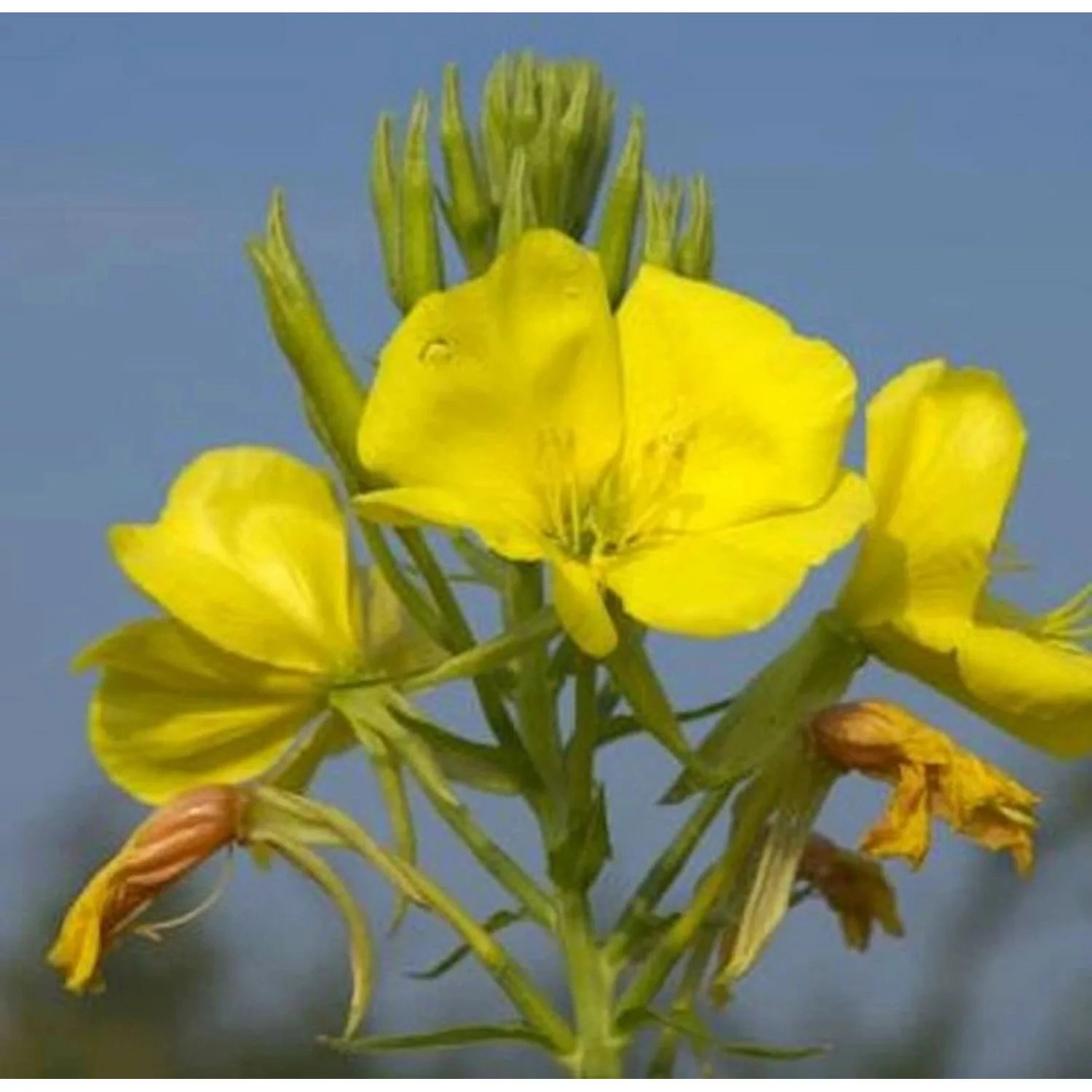 Nachtkerze Erica Robin - Oenothera fruticosa günstig online kaufen