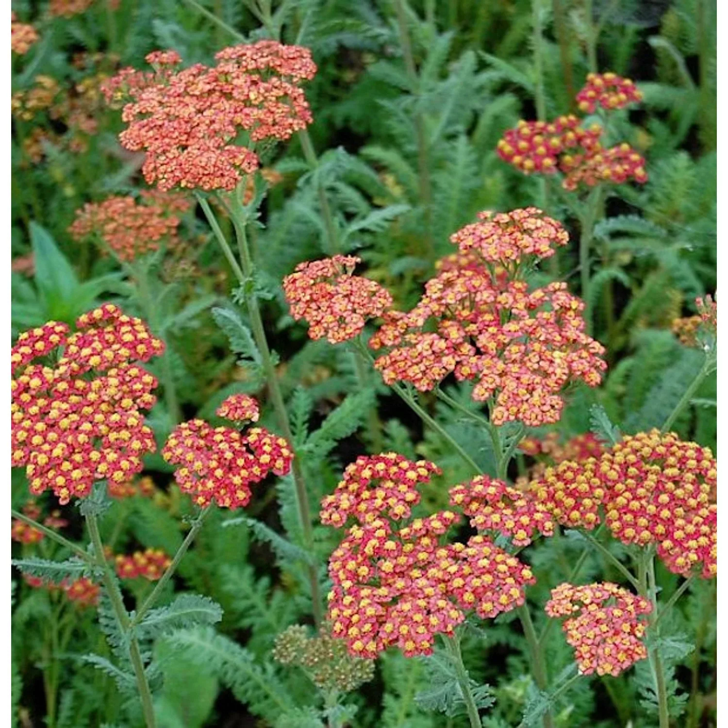 Schafgarbe Walter Funke - Achillea filipendulina günstig online kaufen