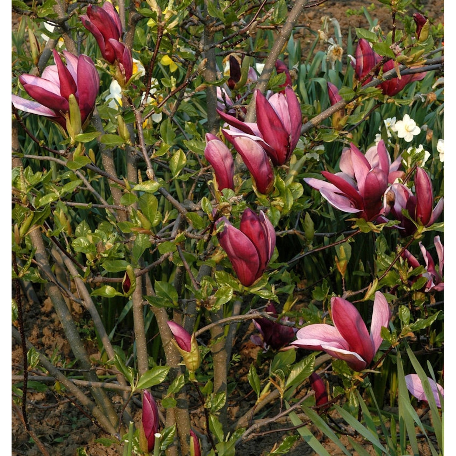 Purpur Magnolie 100-125cm - Magnolia liliiflora günstig online kaufen