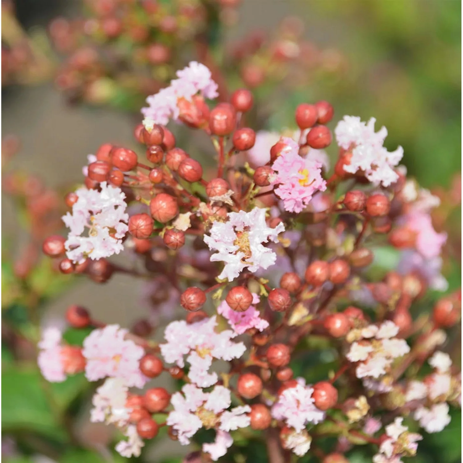 Chinesische Kräuselmyrte Burgundy Cotton 100-125cm - Lagerstroemia indica günstig online kaufen