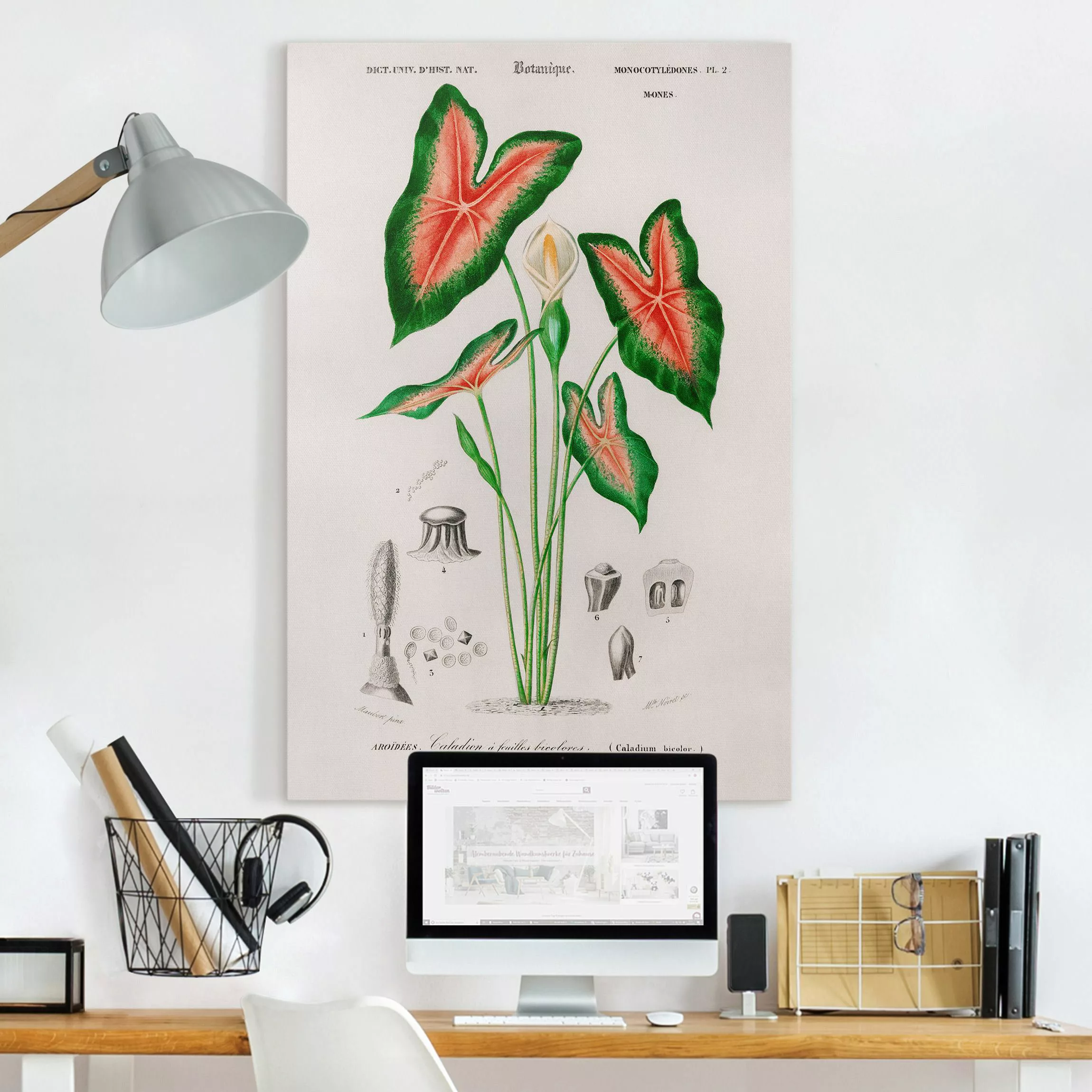 Leinwandbild Botanik Vintage Illustration Tropische Pflanze I günstig online kaufen
