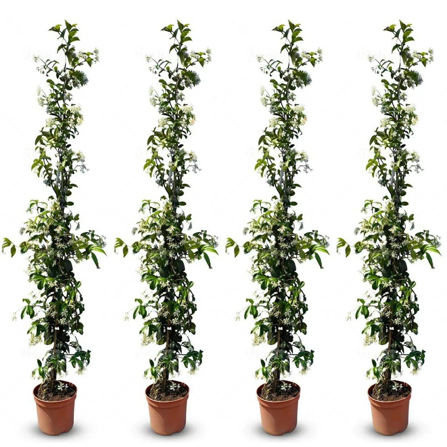 Sunny-Tree Toskanischer Jasmin 4 Stück Kletterpflanze und Außenpflanze  Wid günstig online kaufen