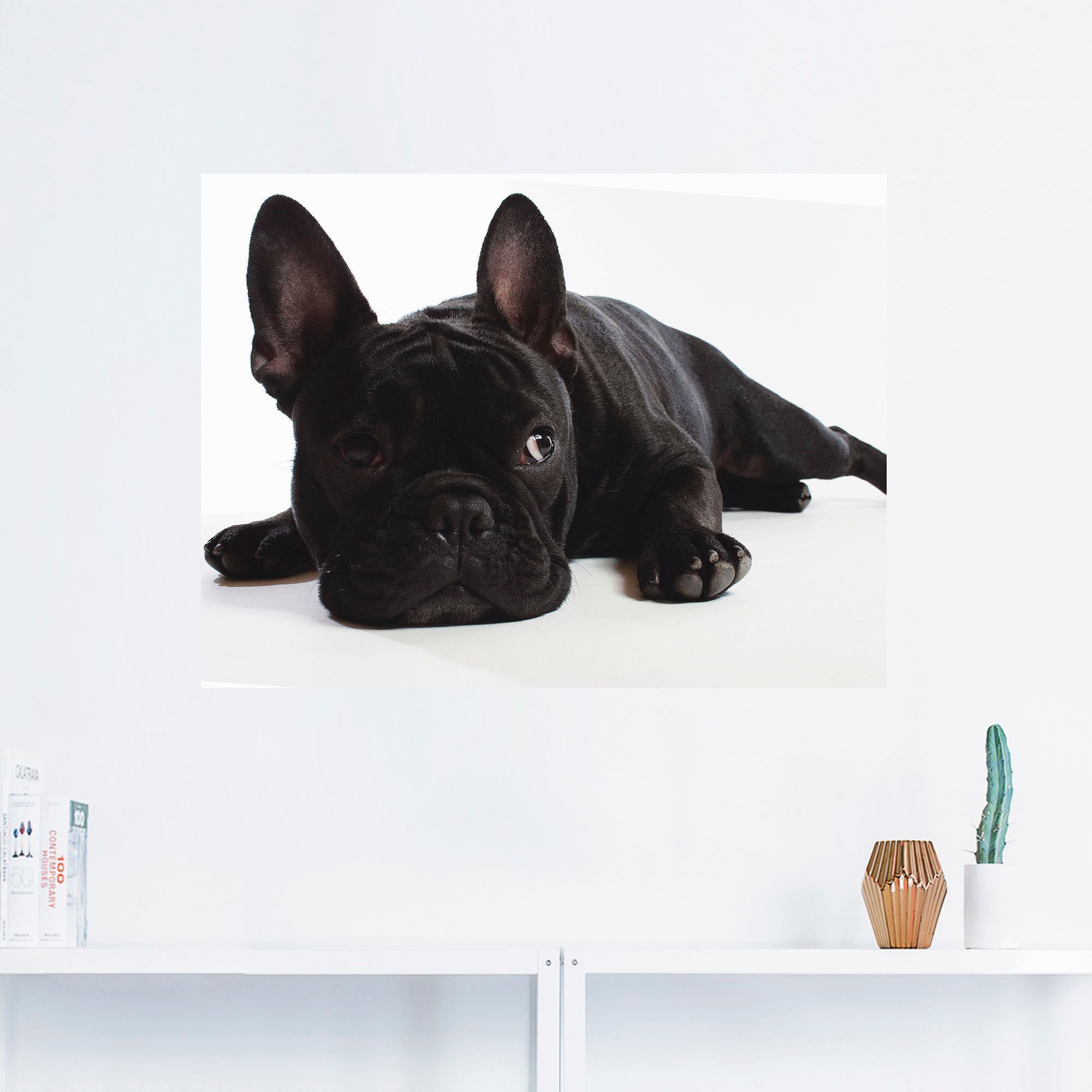 Artland Wandbild "Bulldogge", Haustiere, (1 St.), als Alubild, Outdoorbild, günstig online kaufen