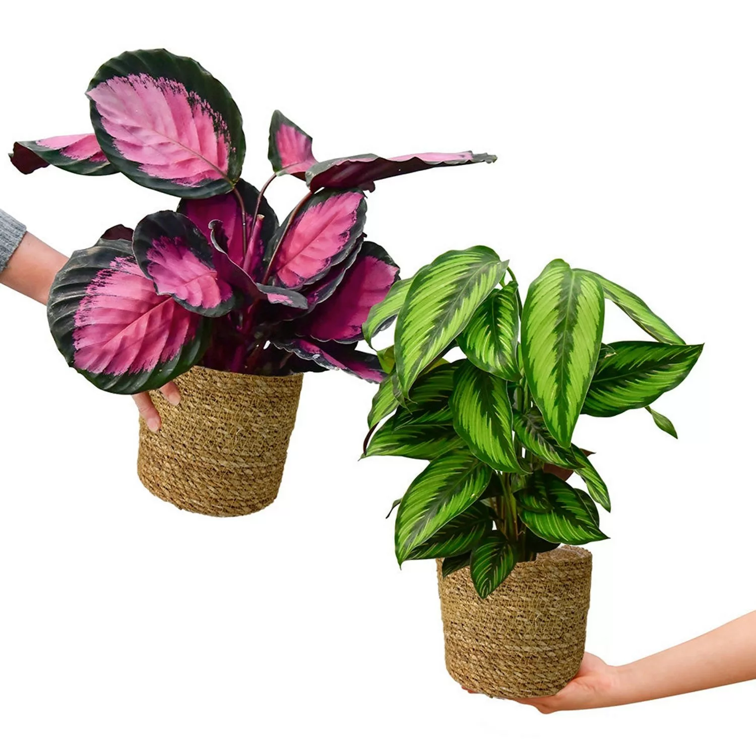 Green Me Up Zimmerpflanzenset 2er Box Calathea Casting mit Gratis Übertöpfe günstig online kaufen