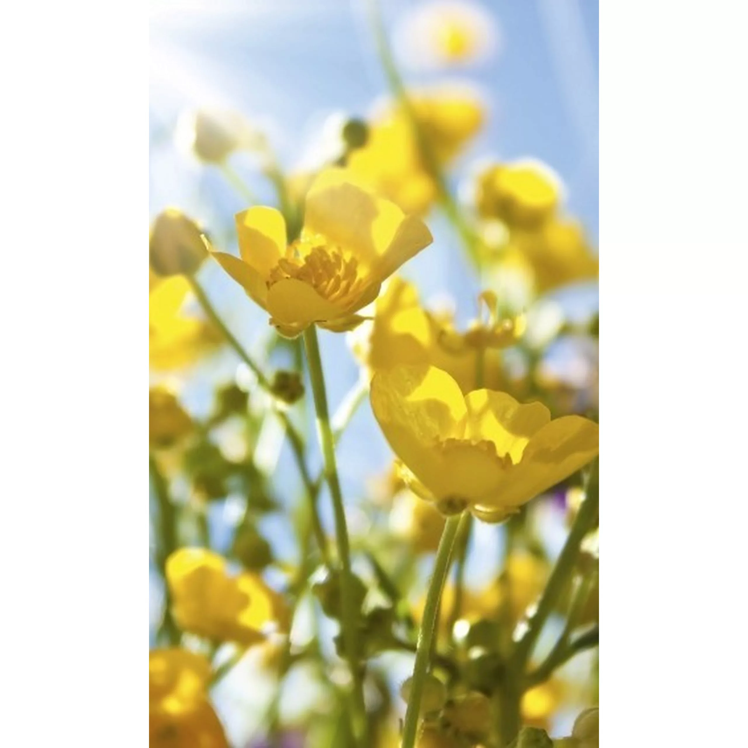 Fototapete YELLOW FLOWERS | MS-2-0134 | Gelb | Digitaldruck auf Vliesträger günstig online kaufen