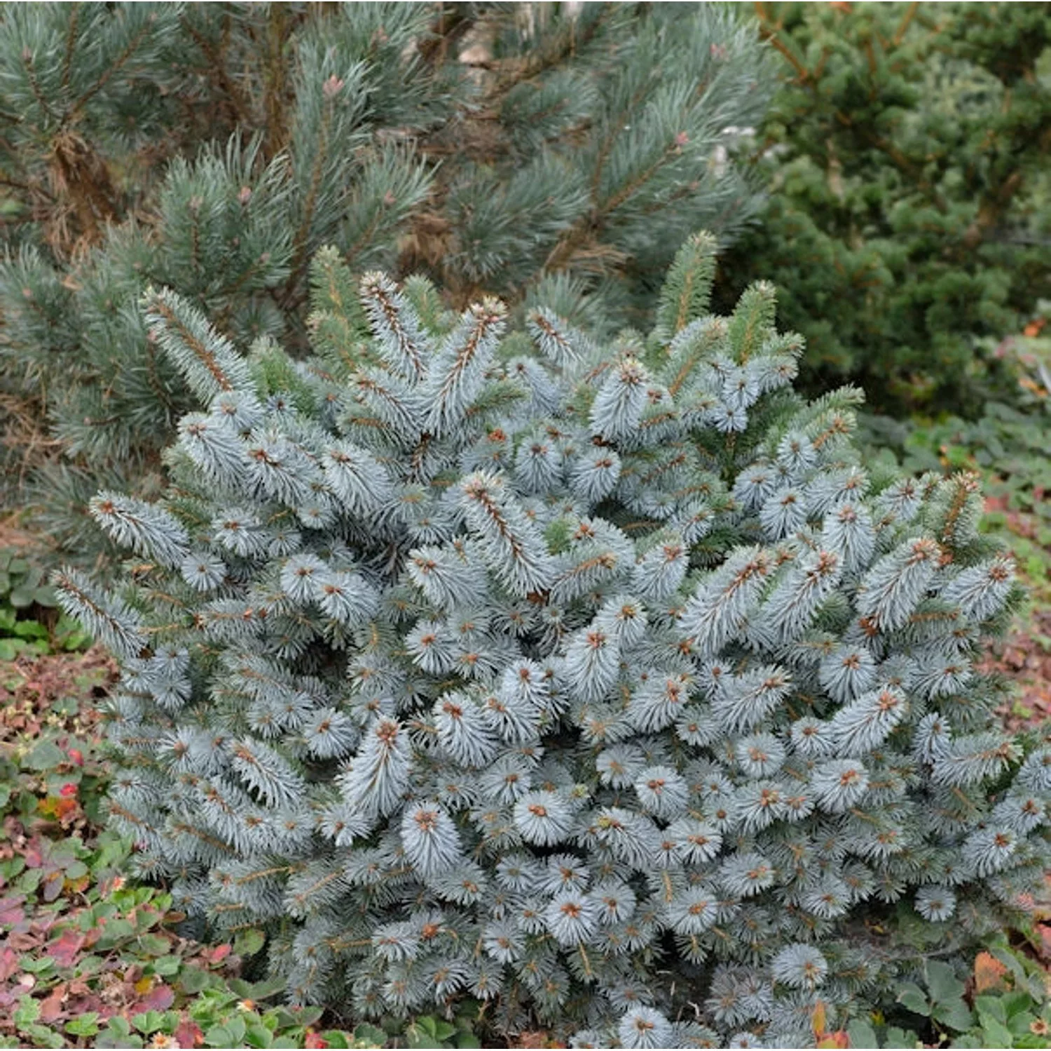 Stechfichte Silberzwerg 40-50cm - Picea sitchensis günstig online kaufen