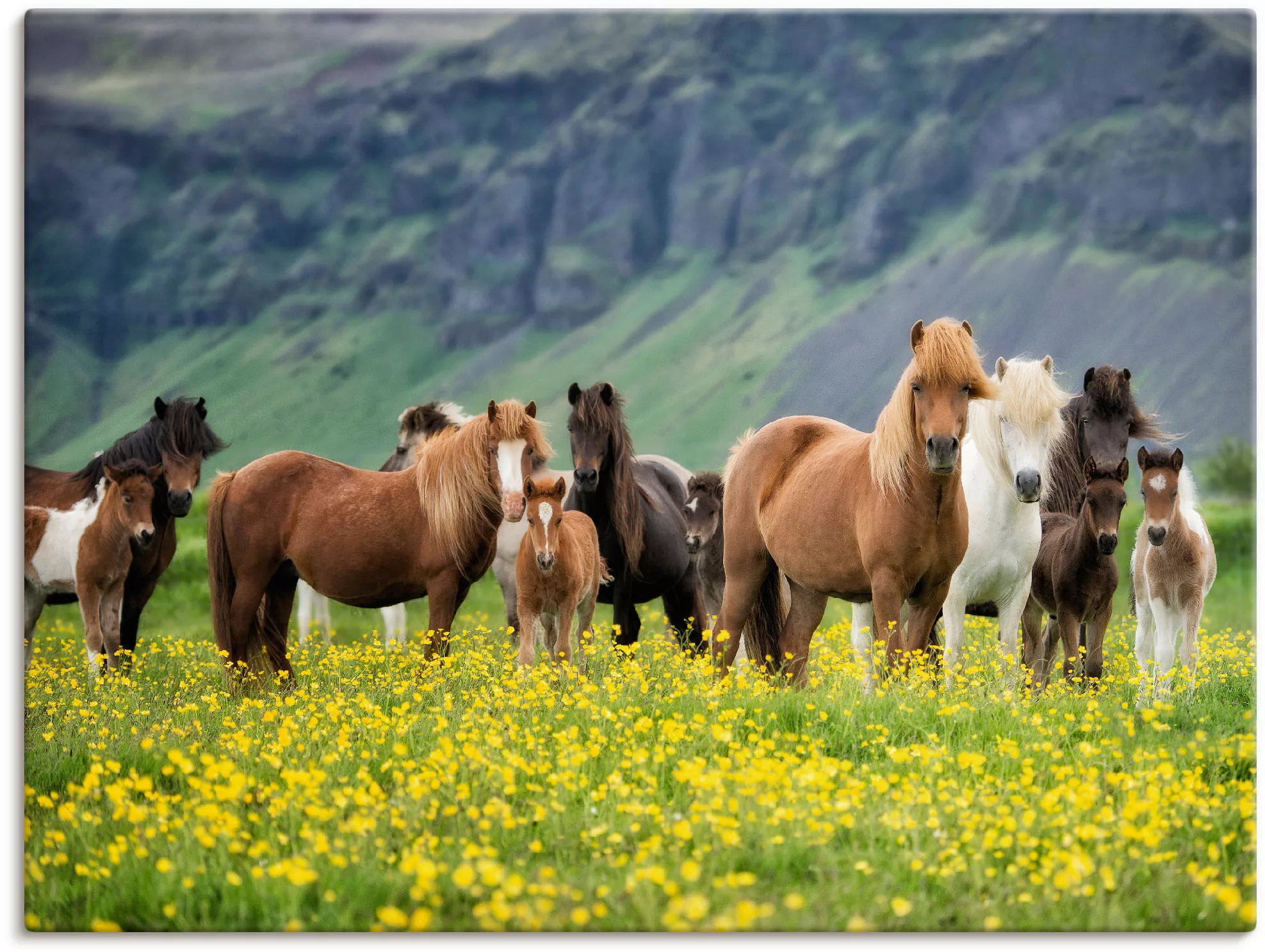 Artland Wandbild "Isländische Pferde VII", Haustiere, (1 St.) günstig online kaufen