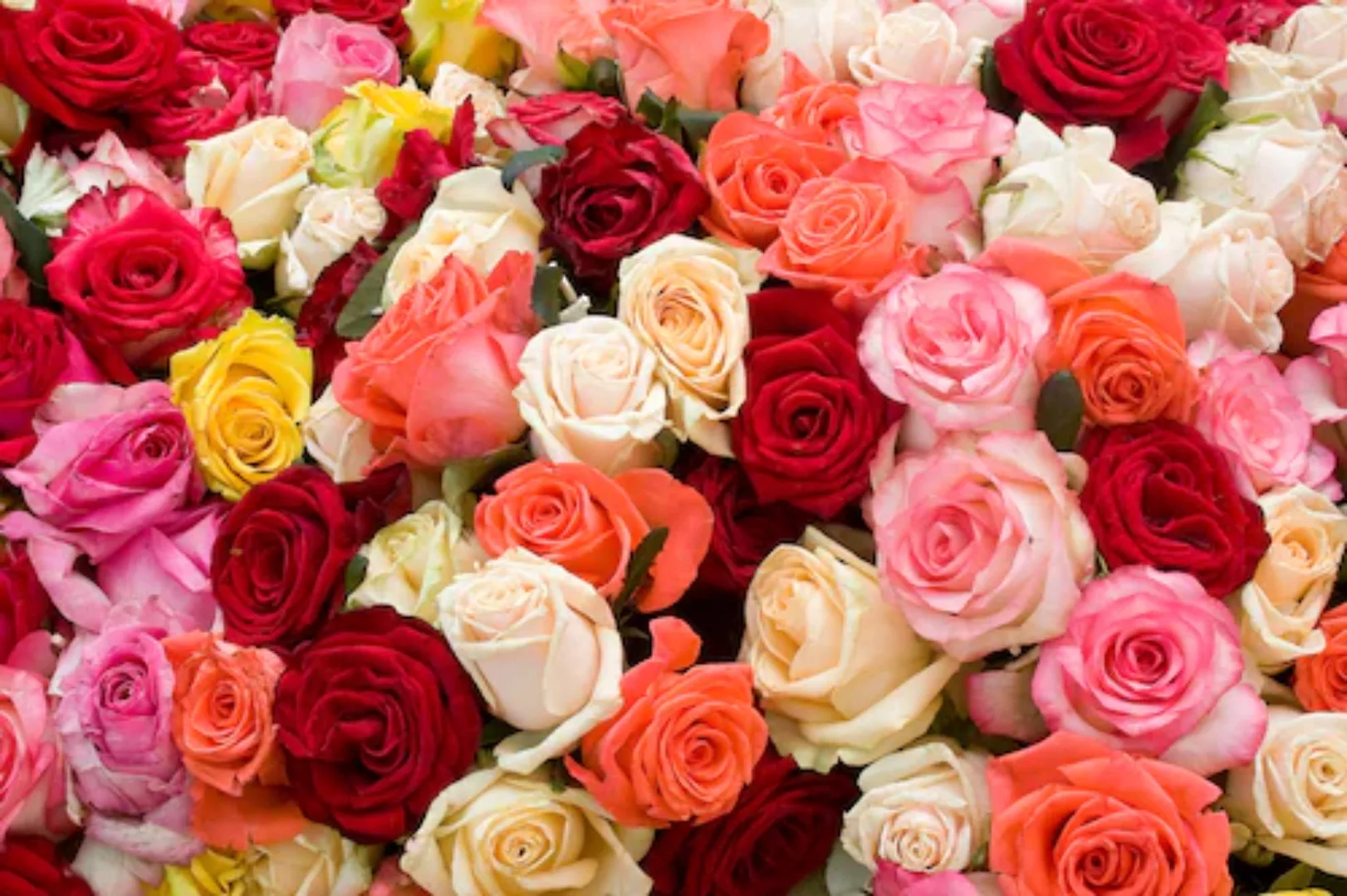 Papermoon Fototapete »Roses« günstig online kaufen