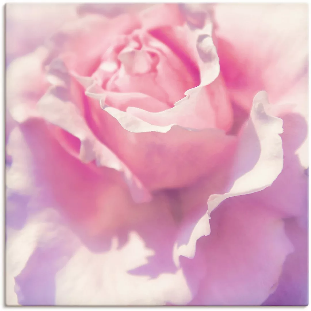 Artland Wandbild »Rosa«, Blumen, (1 St.), als Leinwandbild, Poster, Wandauf günstig online kaufen