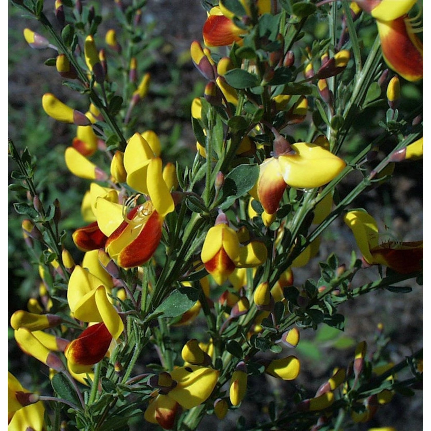 Schmuckginster Firefly 60-80cm - Cytisus scoparius günstig online kaufen