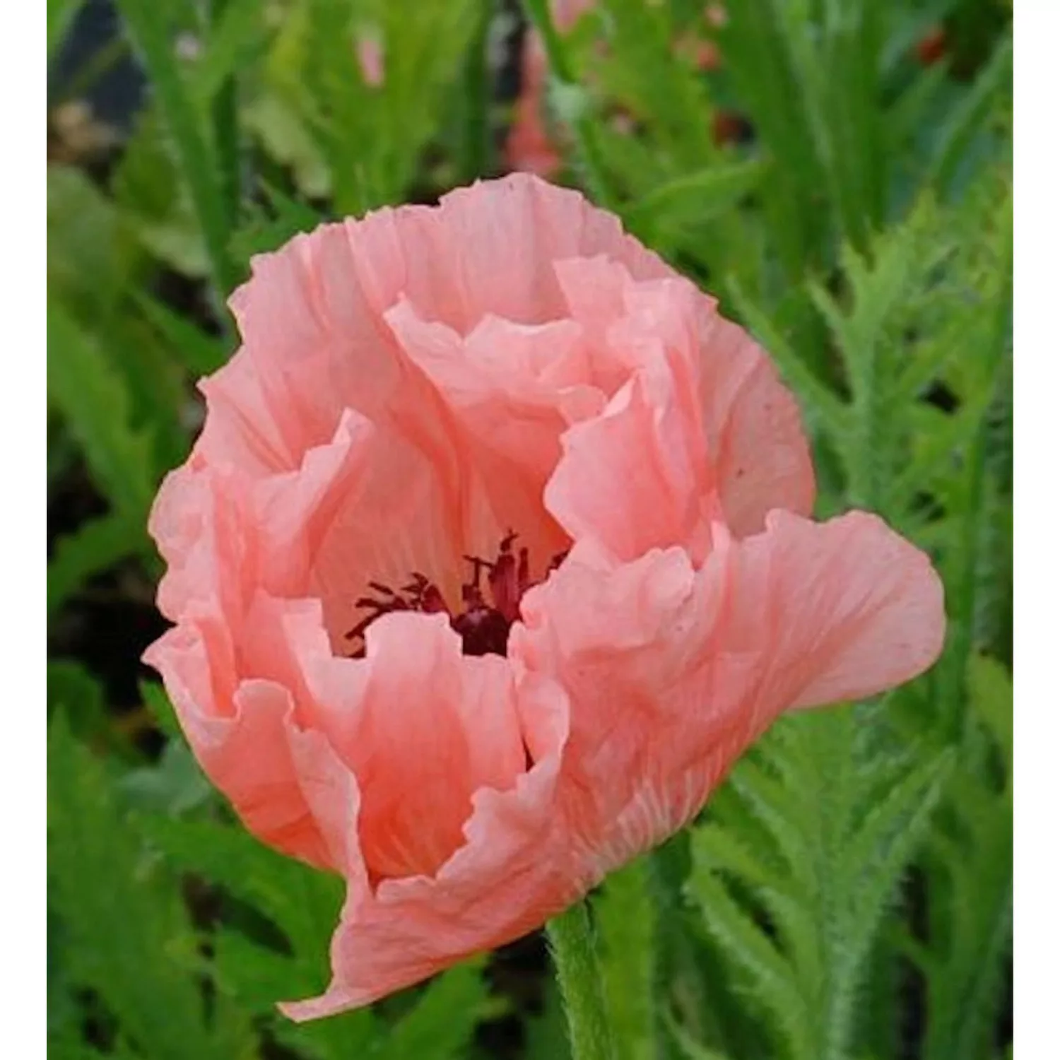 Türkischer Mohn Halima - Papaver orientale günstig online kaufen