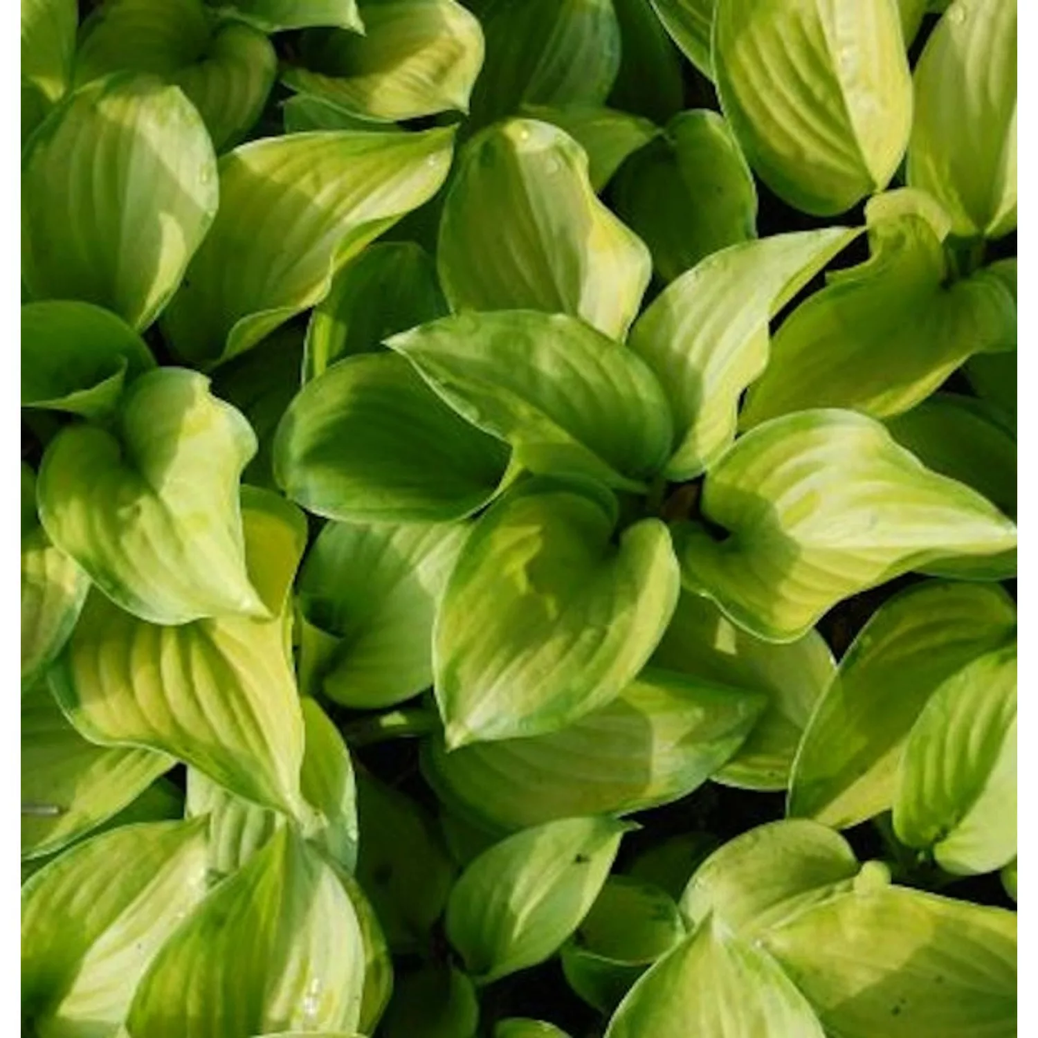 Grünblattfunkie Stained Glass - Hosta plantaginea günstig online kaufen