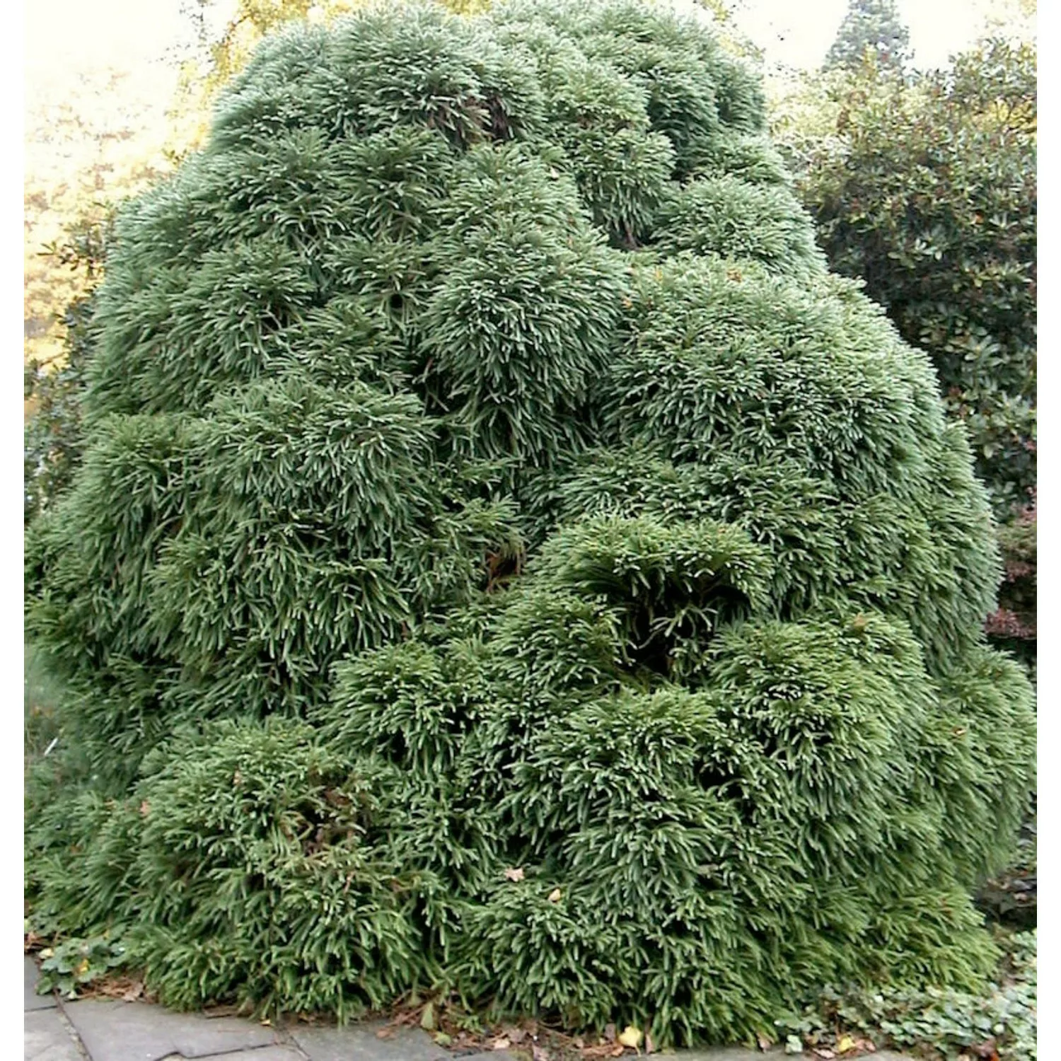 Japanische Sicheltanne Monstrosa Nana 30-40cm - Cryptomeria japonica günstig online kaufen