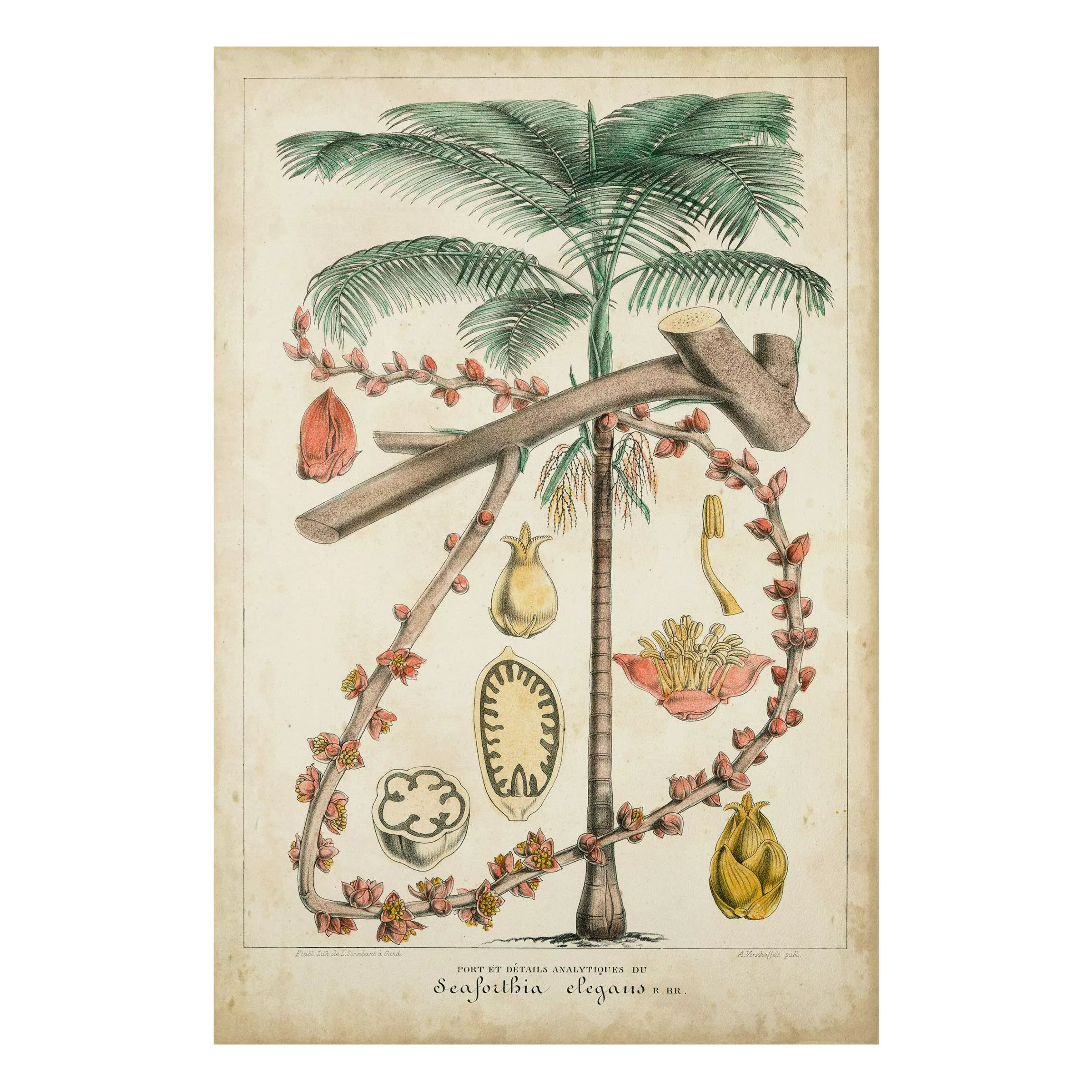 Forexbild Blumen - Hochformat Vintage Lehrtafel Exotische palmen II günstig online kaufen