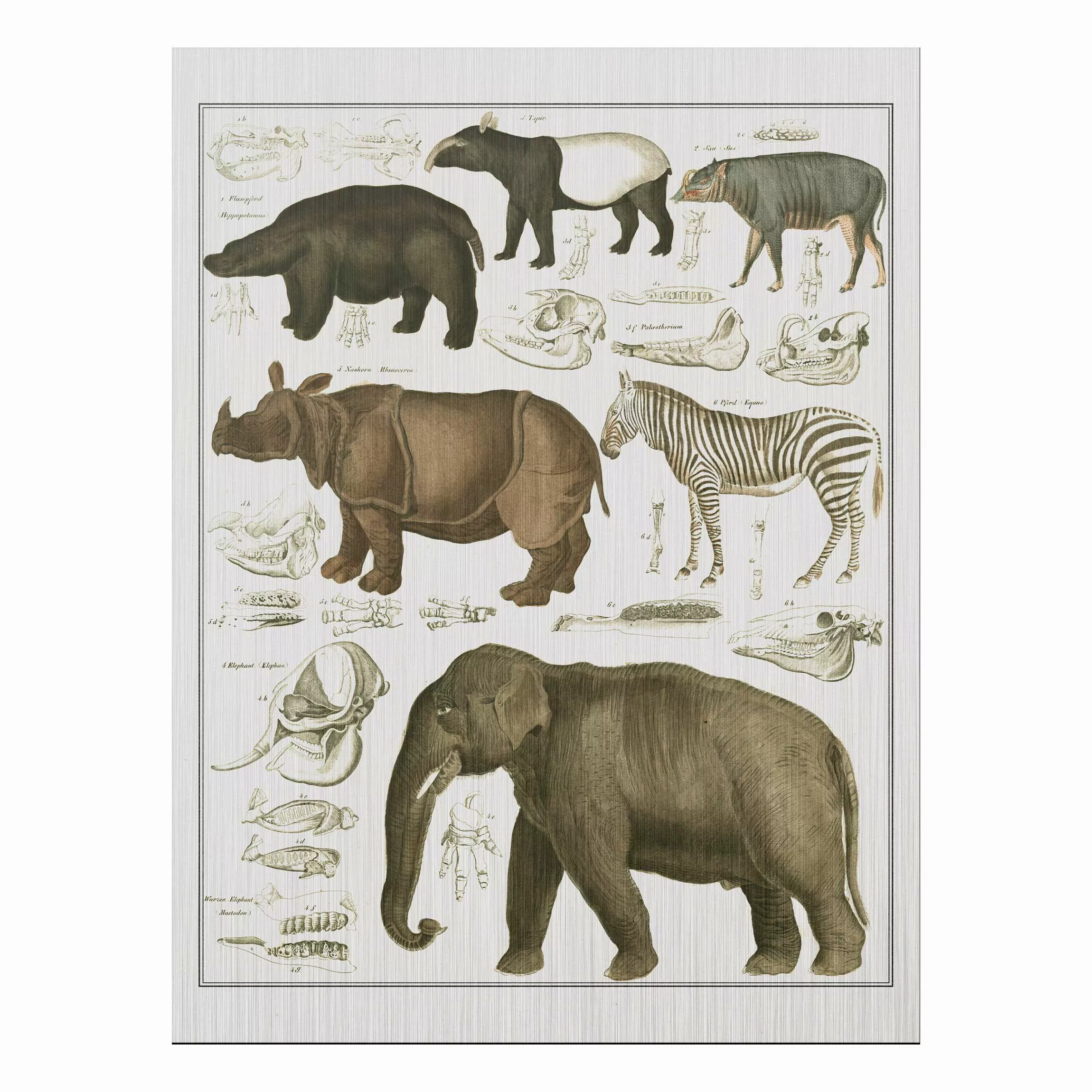 Alu-Dibond Bild Vintage Lehrtafel Elefant, Zebra und Nashorn günstig online kaufen