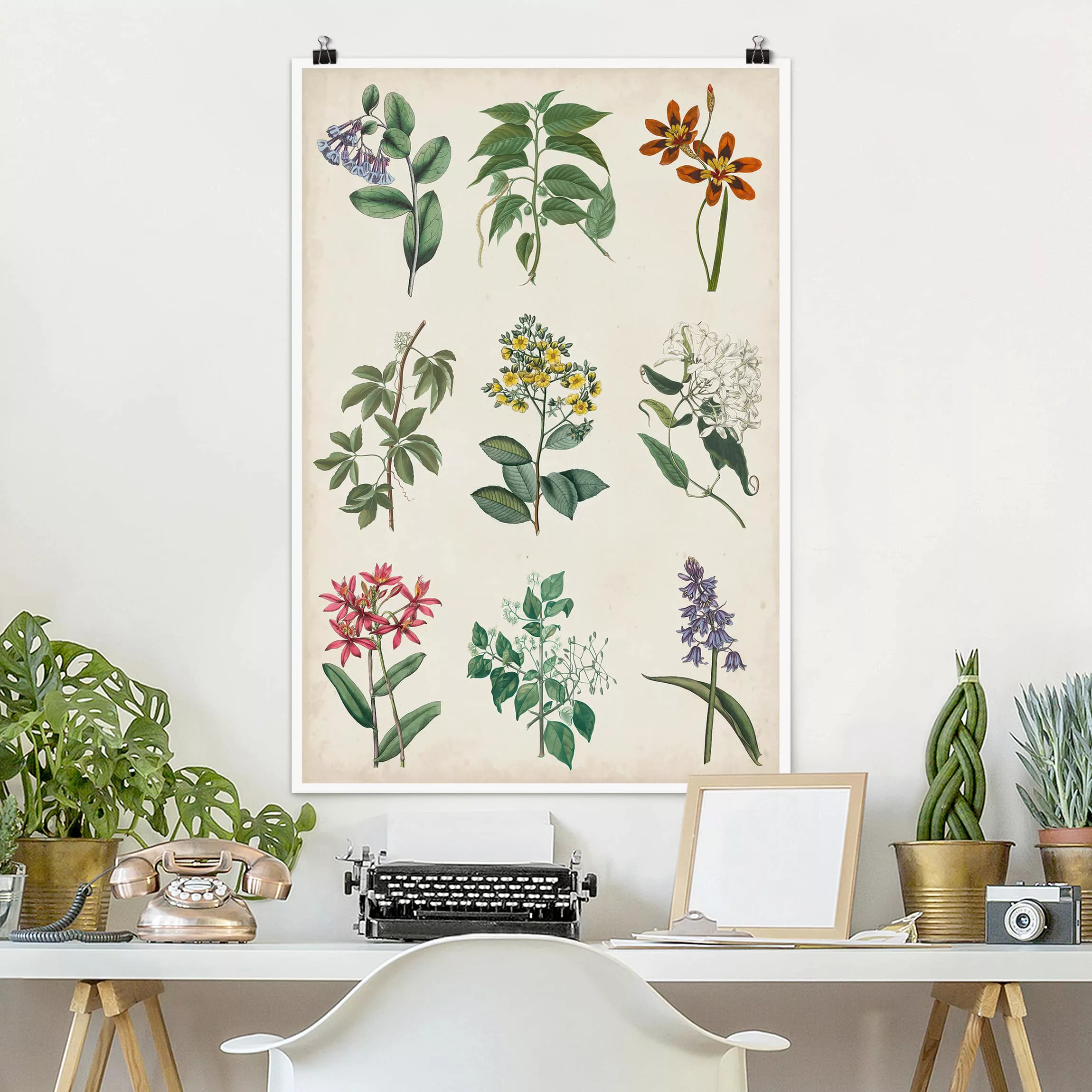 Poster Blumen - Hochformat Botanische Schautafel I günstig online kaufen