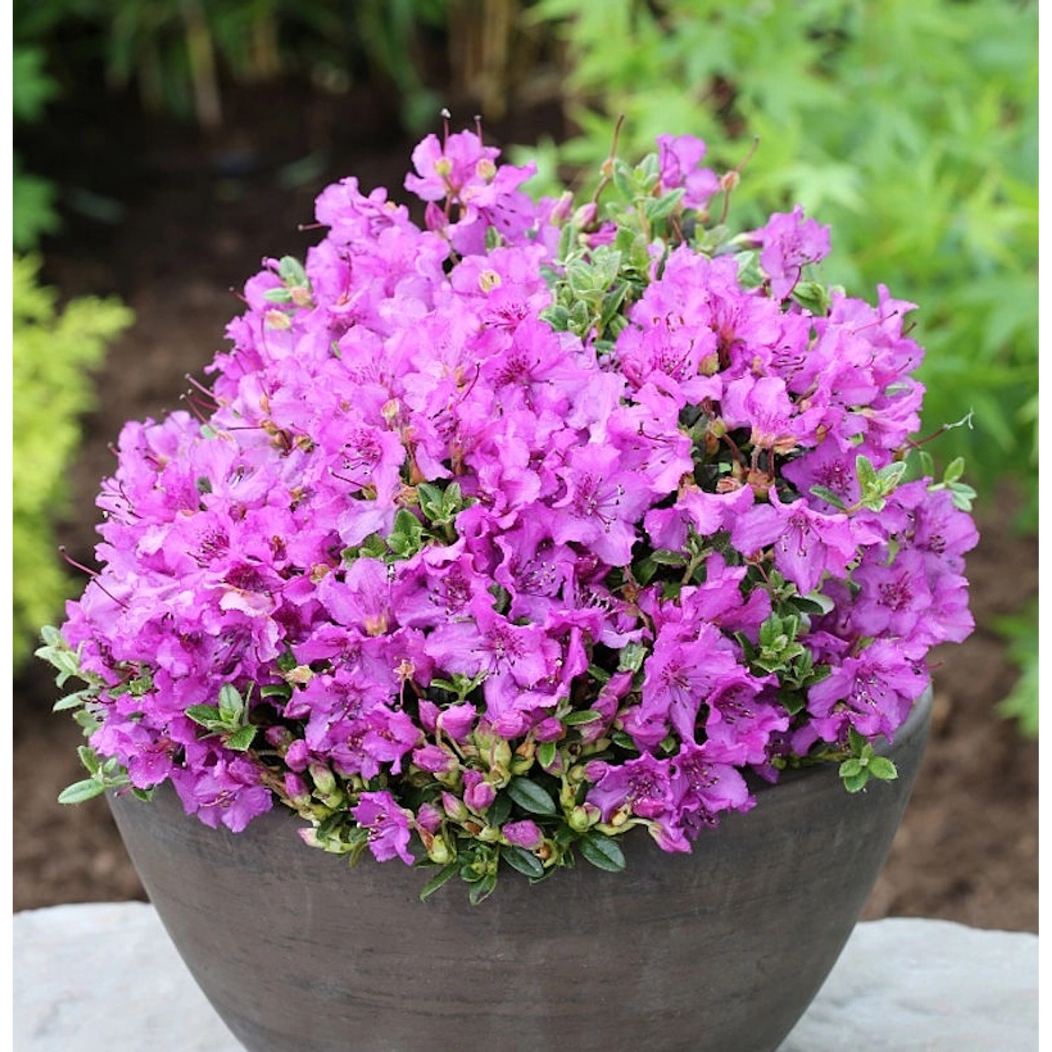 Duftkissen Zwerg Rhododendron 25-30cm - Rhododendron radicans günstig online kaufen