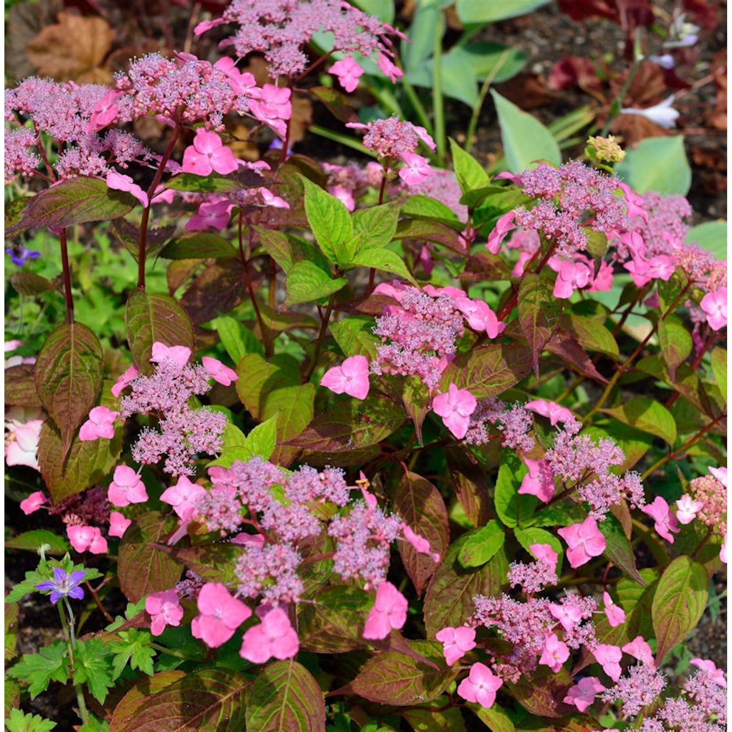 Teller Hortensie Daredevil 20-30cm - Hydrangea serrata günstig online kaufen