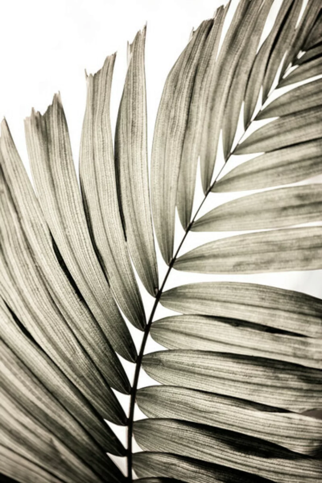 Poster / Leinwandbild - Palm Leaves 21 günstig online kaufen