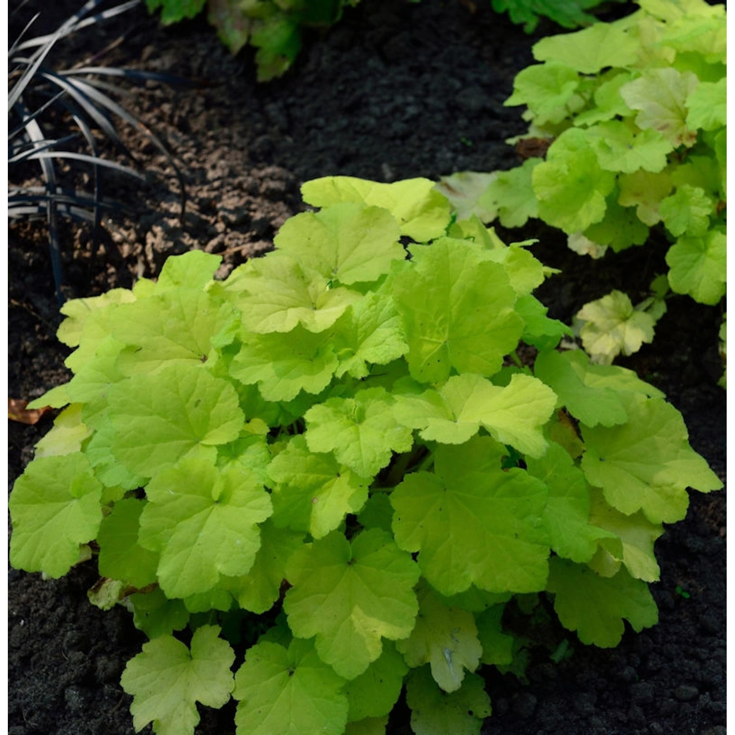 Purpurglöckchen Citronella - Heuchera villosa günstig online kaufen