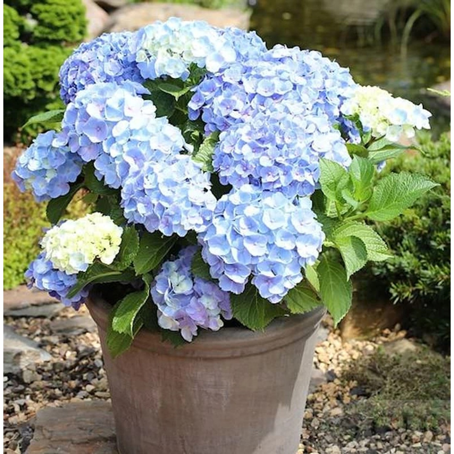 Kleinwüchsige Gartenhortensie Nikko Blue 30-40cm - Hydrangea macrophylla günstig online kaufen