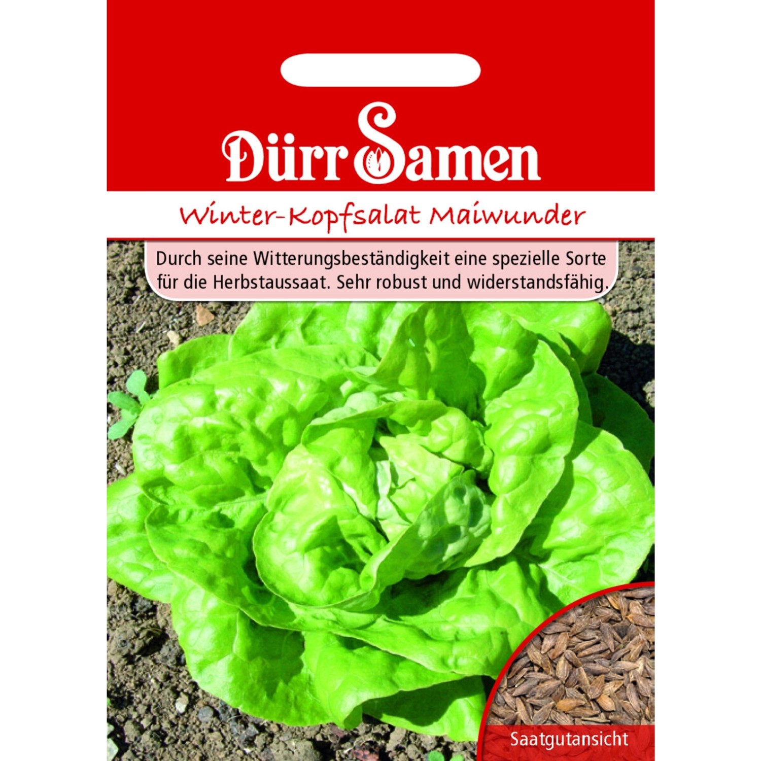 Dürr Samen Kopfsalat Winter-Maiwunder Saatgut günstig online kaufen