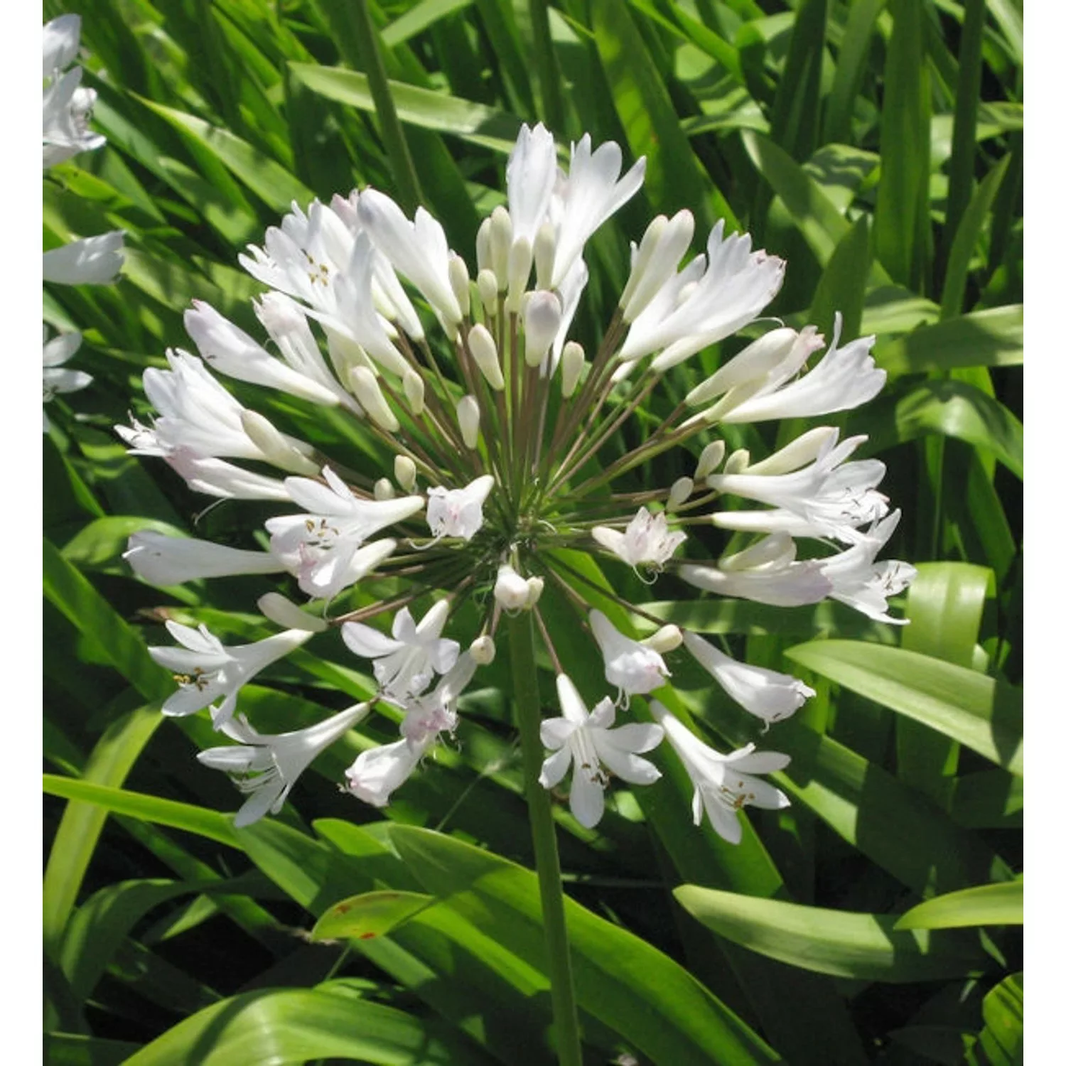 weiße Liebesblume Schmucklilie - Agapanthus africanus günstig online kaufen