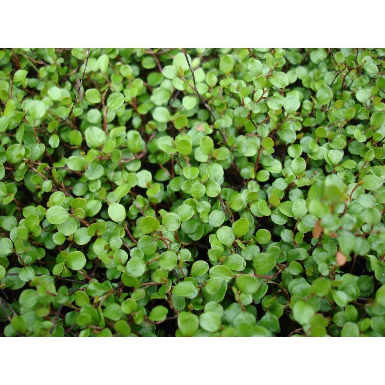 Teppich-Scheinknöterich Topf-Ø ca. 9 cm Muehlenbeckia axillaris günstig online kaufen