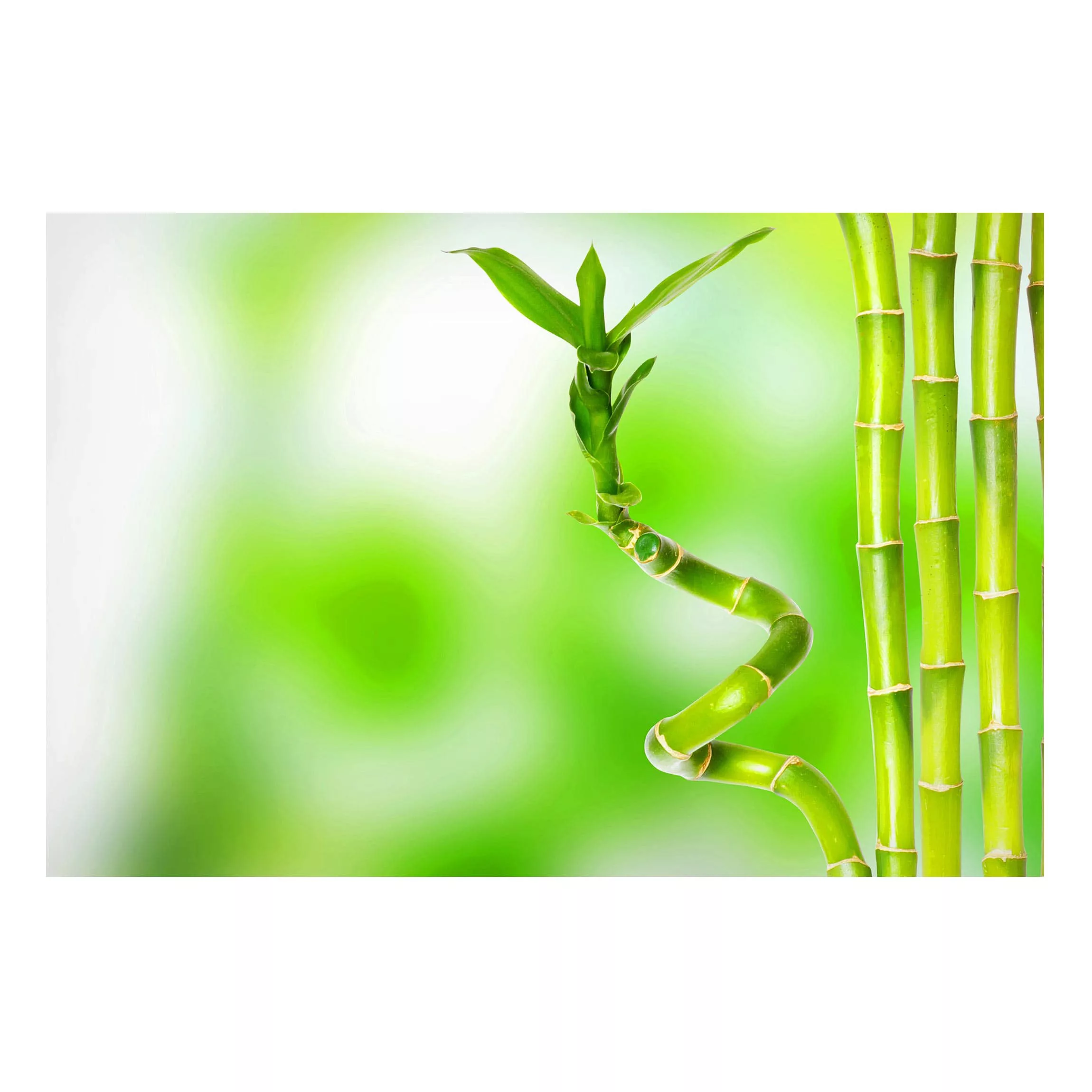 Magnettafel Natur & Landschaft - Querformat 3:2 Grüner Bambus günstig online kaufen