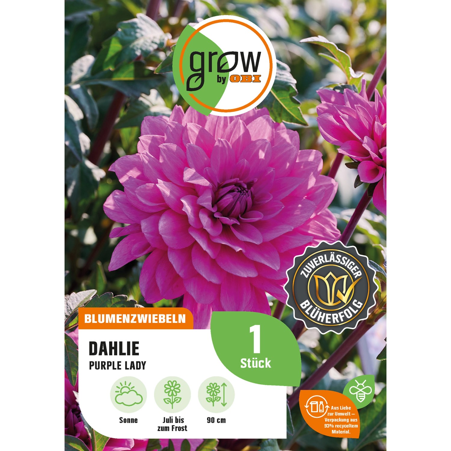 GROW by OBI Dahlia Purple Lady Höhe ca. 90 cm VW15 günstig online kaufen