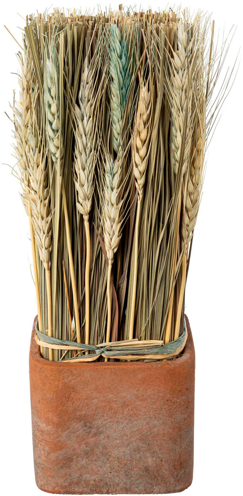 Creativ home Trockenblume "Trockenblumen imTopf" günstig online kaufen