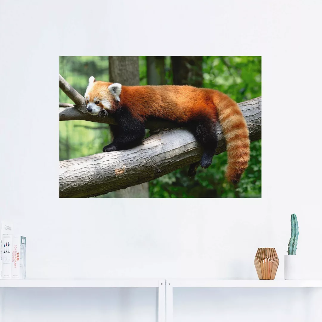 Artland Wandbild "Roter Panda", Wildtiere, (1 St.), als Poster, Wandaufkleb günstig online kaufen