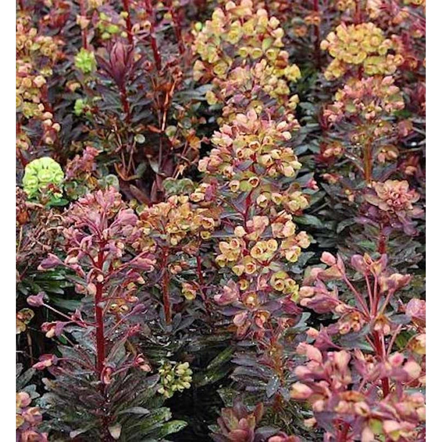 Mandelblättrige Wolfsmilch Blackbird - Euphorbia amygdaloides günstig online kaufen