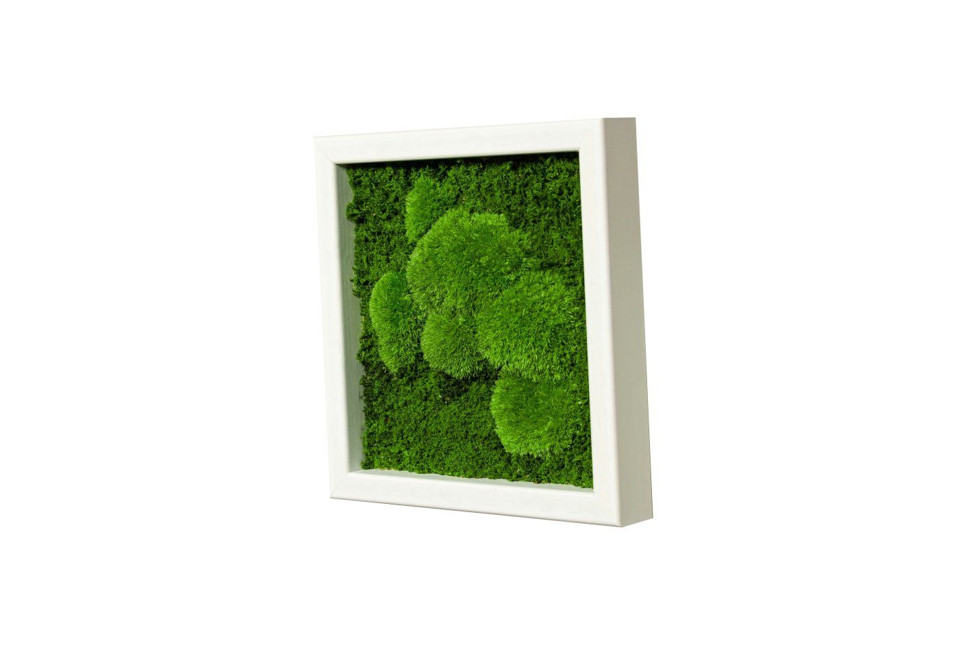 Moos-Design Bild Moosbild Fifty Fifty Design günstig online kaufen