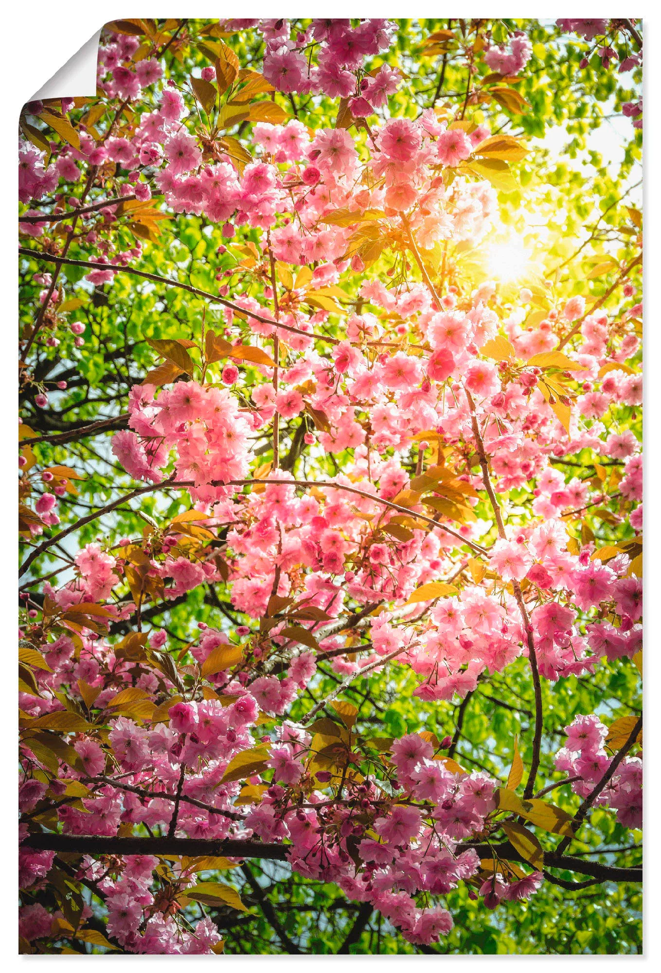 Artland Poster "Japanische Kirschblüte", Vier Jahreszeiten, (1 St.), als Al günstig online kaufen