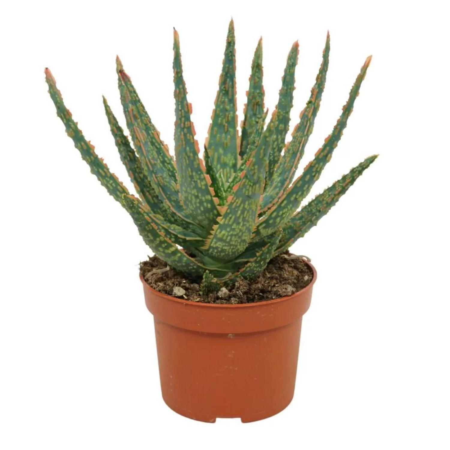 Exotenherz Aloe Zebrina Danyz Aloe mit Orange Roten Rändern 10,5cm Topf Suk günstig online kaufen