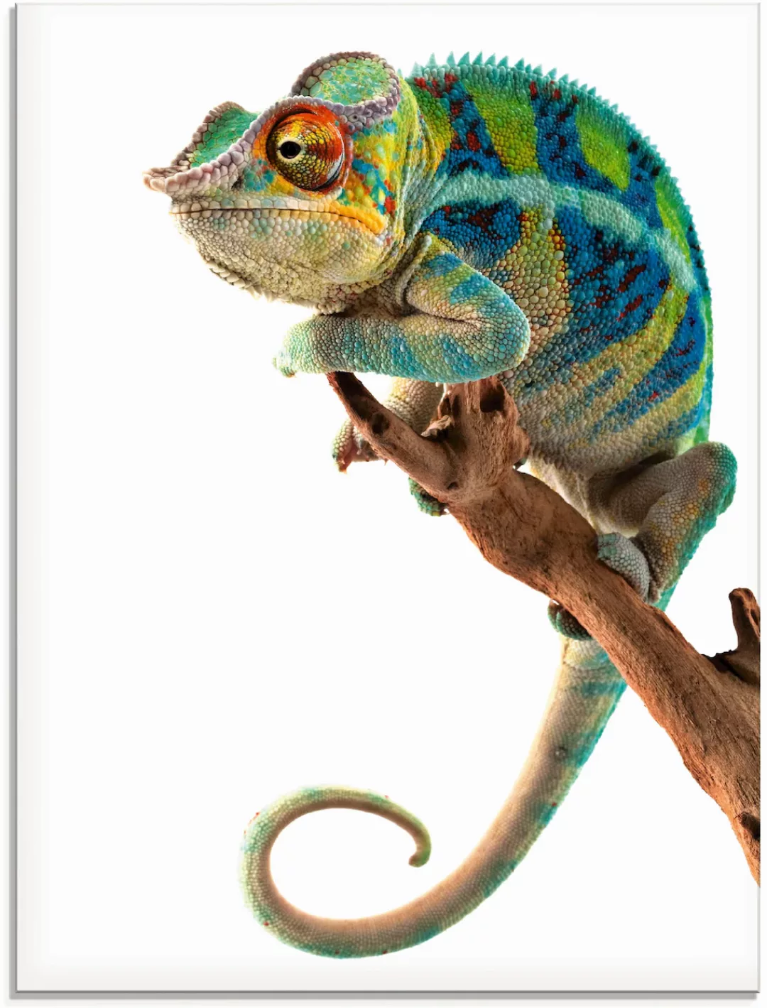 Artland Glasbild »Ambanja Panther Chamäleon«, Reptilien, (1 St.) günstig online kaufen