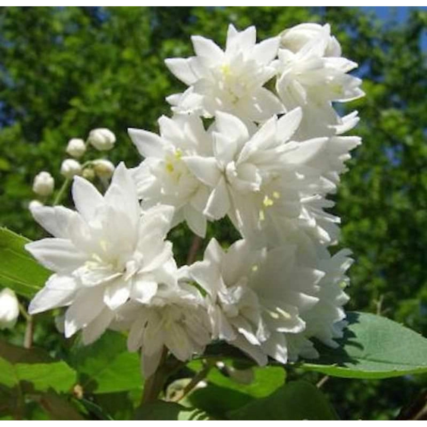 Gefüllter Sternchenstrauch Pride of Rochester 40-60cm - Deutzia scabra günstig online kaufen