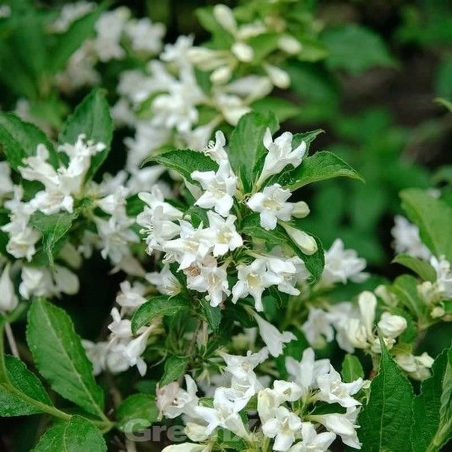 Weigelie Candida 80-100cm - Weigela günstig online kaufen