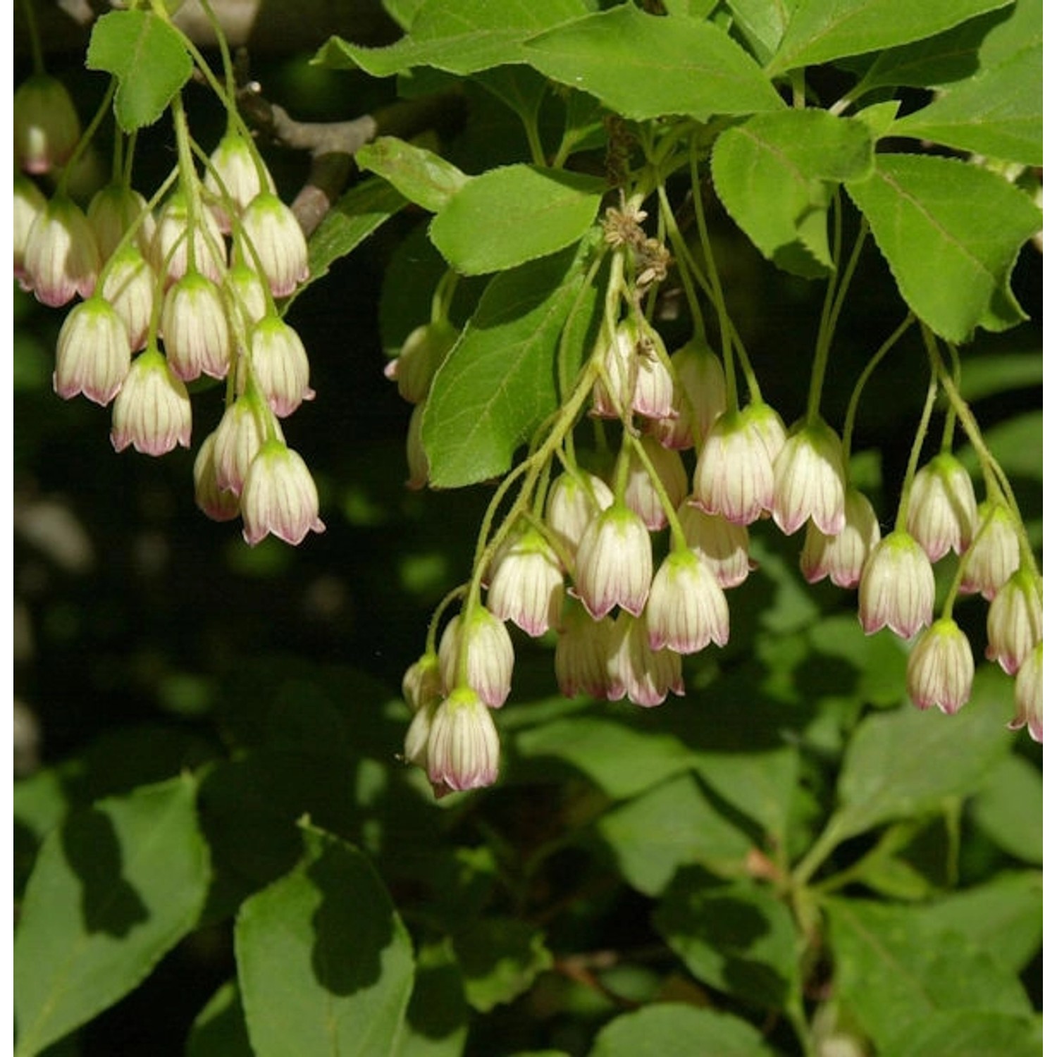 Prachtglocke 100-125cm - Enkianthus campanulatus günstig online kaufen