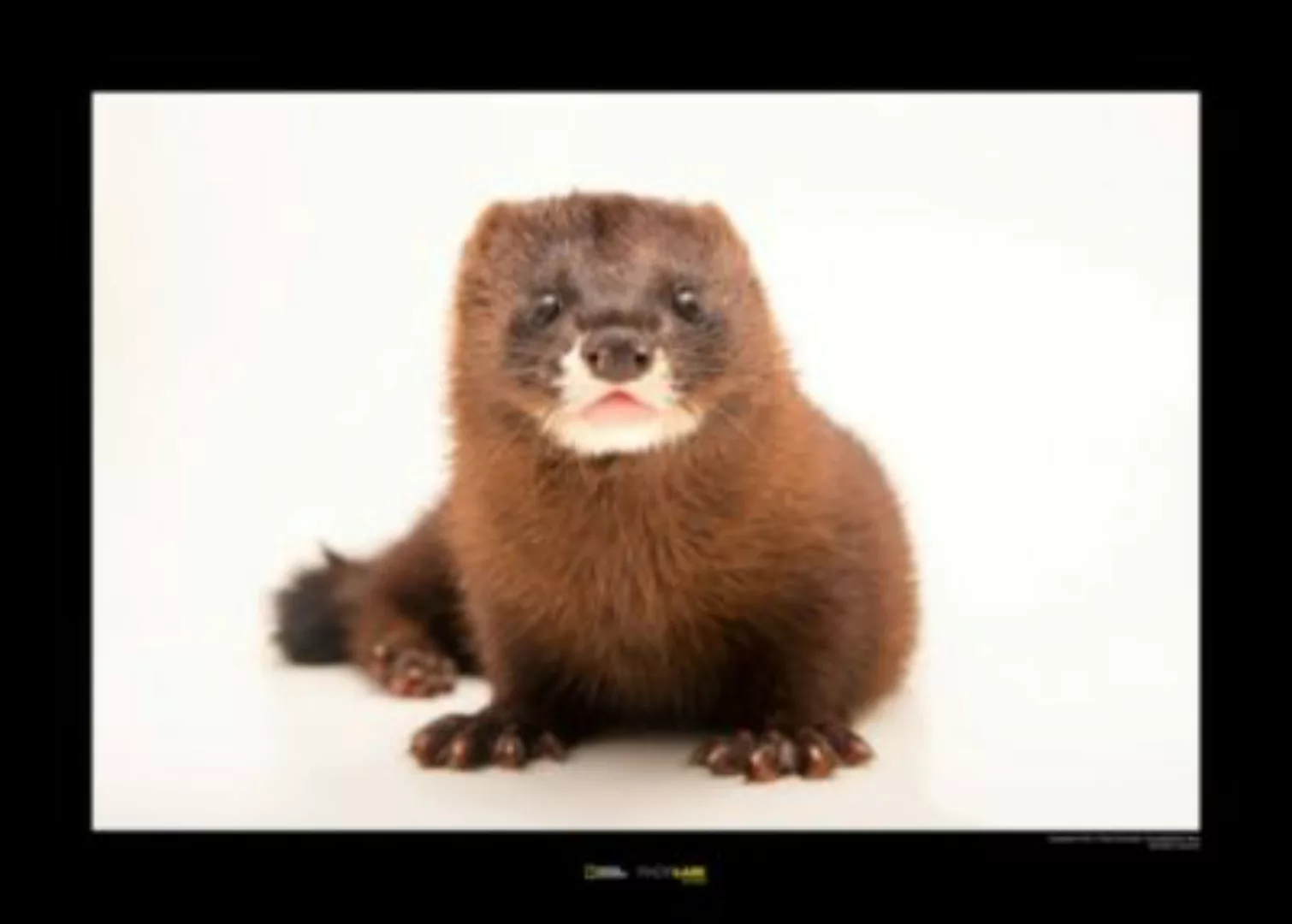 KOMAR Wandbild - European Mink - Größe: 70 x 50 cm mehrfarbig Gr. one size günstig online kaufen