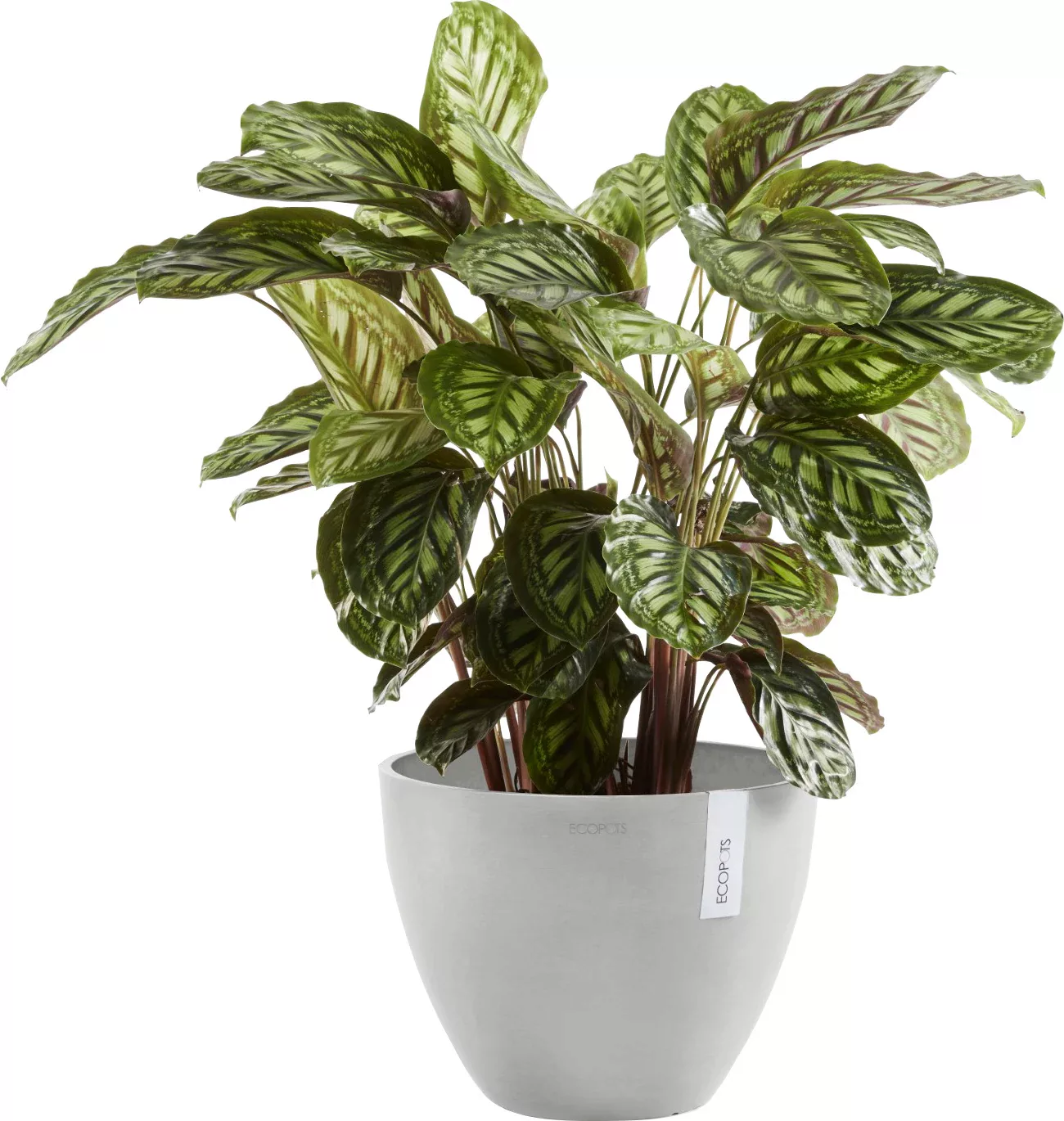 Ecopots Pflanztopf Antwerp Weißgrau 50 cm x 37,5 cm günstig online kaufen