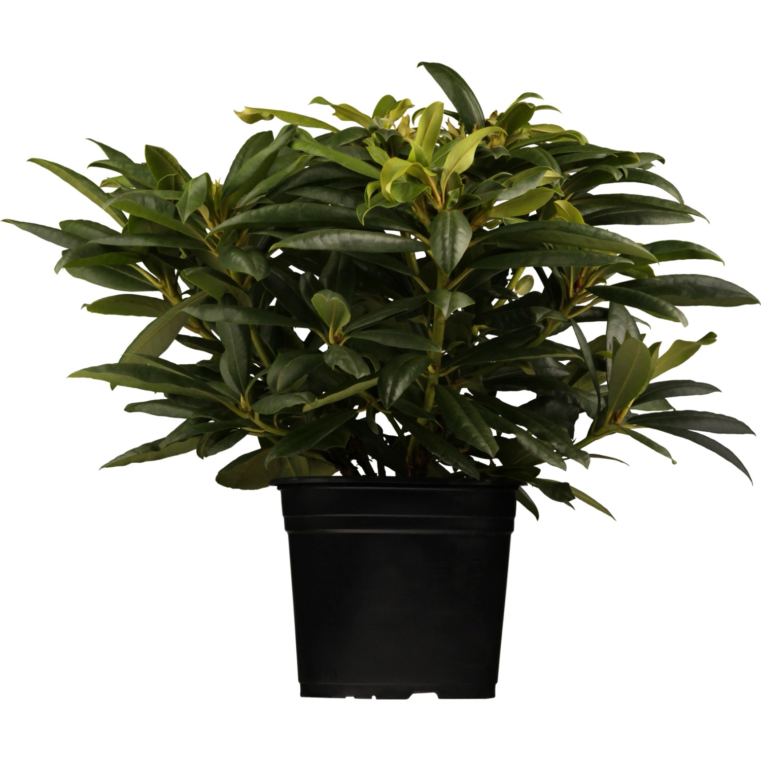 Rhododendron Tamarindos Dunkelviolett Höhe ca. 30 - 40 cm Topf ca. 5 l günstig online kaufen