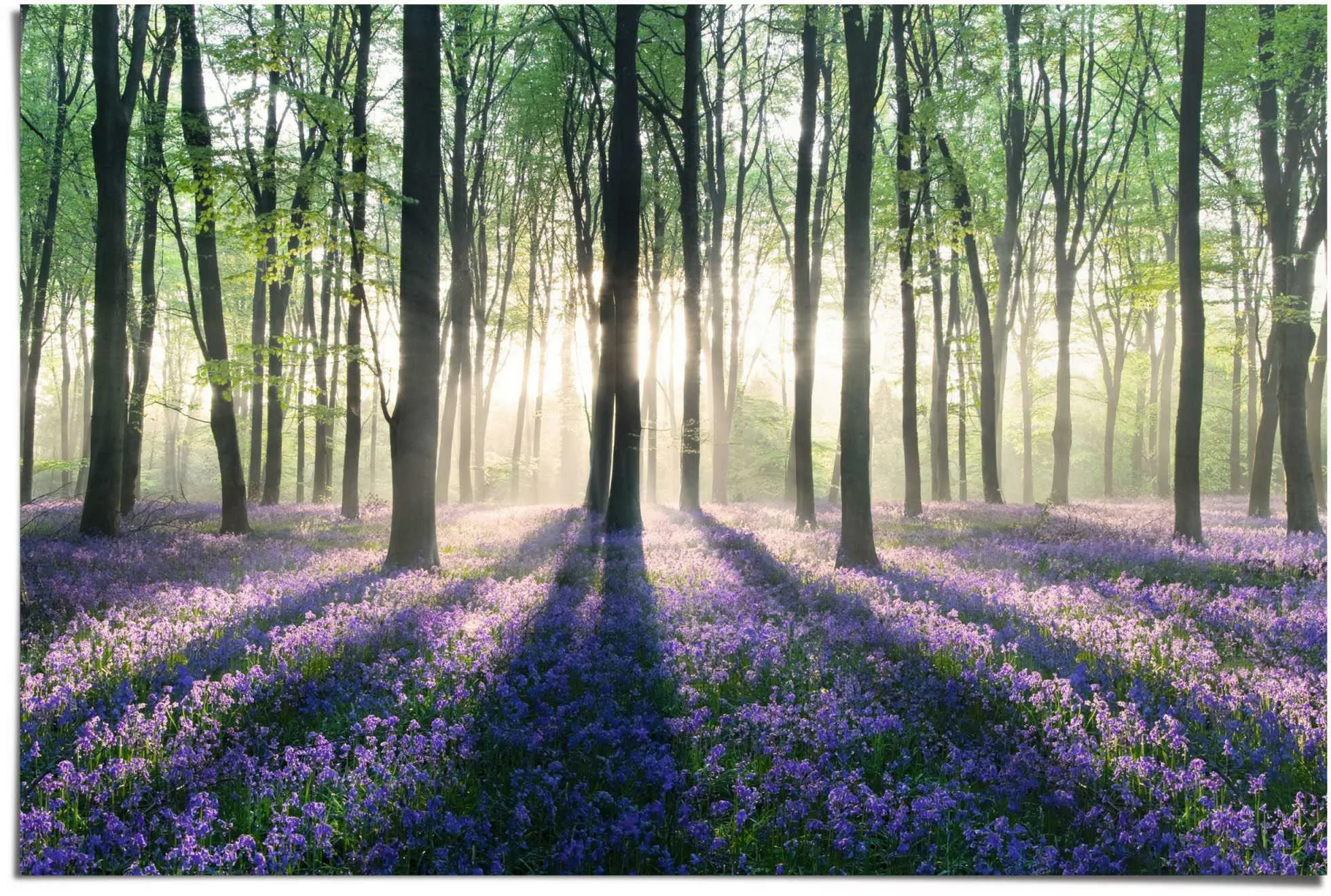 Reinders Poster "Glockenblumen im Wald", (1 St.) günstig online kaufen