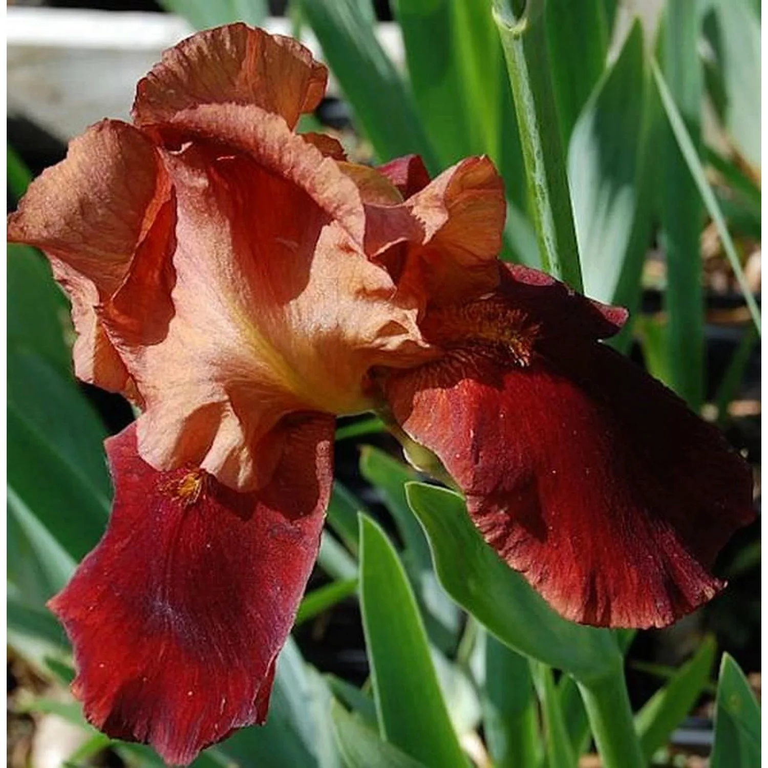 Schwertlilie Natchez Trace - Iris barbata günstig online kaufen