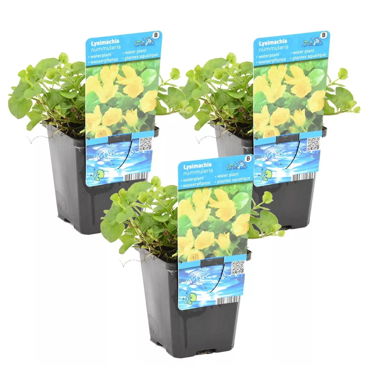 Casa Caron | 3er-Set Lysimachia nummularia günstig online kaufen