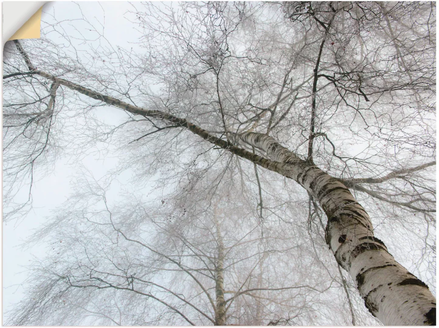 Artland Wandbild "Winter Birke", Bäume, (1 St.), als Leinwandbild, Wandaufk günstig online kaufen